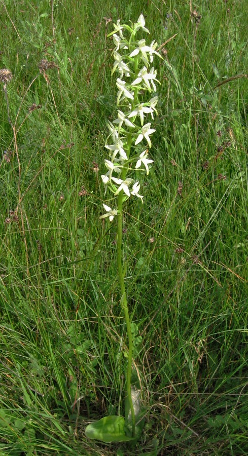 Image of Platanthera bifolia specimen.