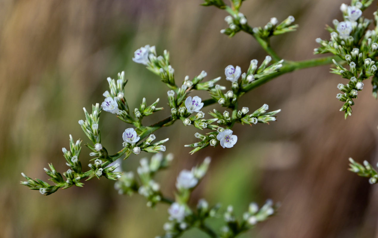 Image of Goniolimon elatum specimen.