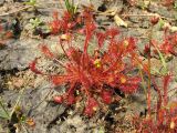 Drosera intermedia. Вегетирующие растения на обсохшем берегу небольшого водоёма. Нидерланды, провинция Drenthe, Yde, заказник Hondstong, 7 июня 2008 г.
