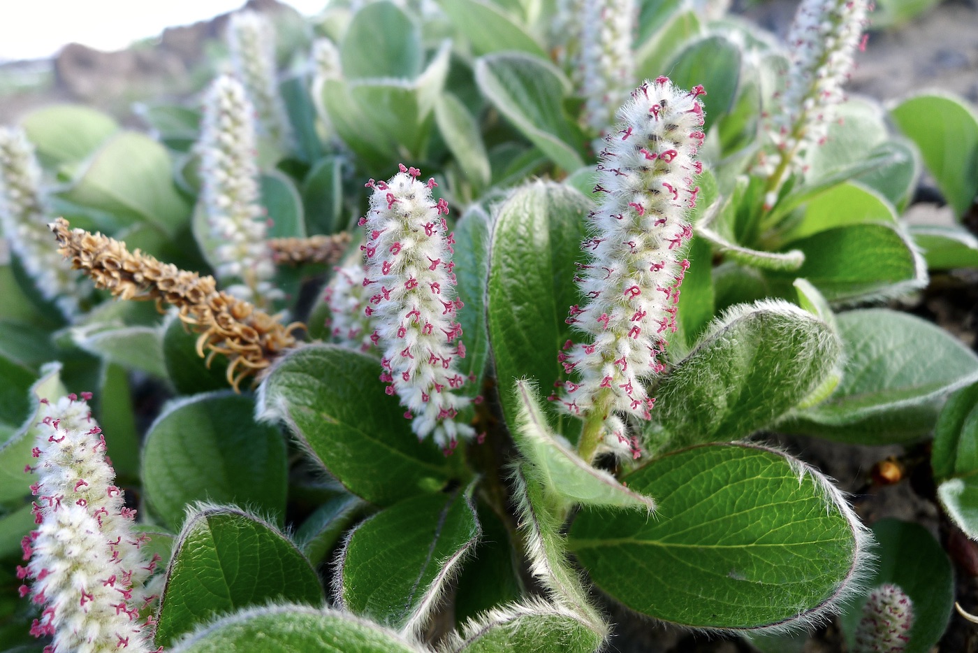 Image of Salix arctica specimen.
