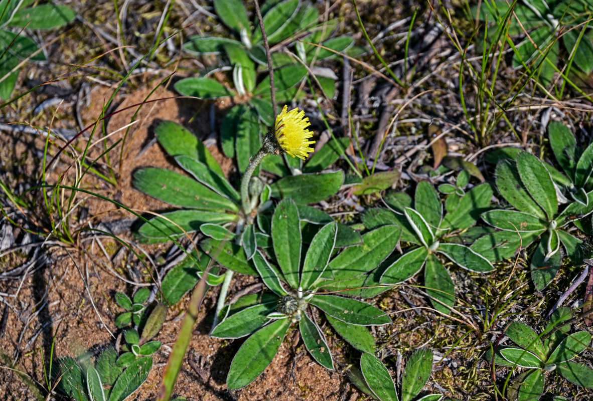 Image of Pilosella officinarum specimen.