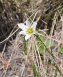 Lloydia serotina