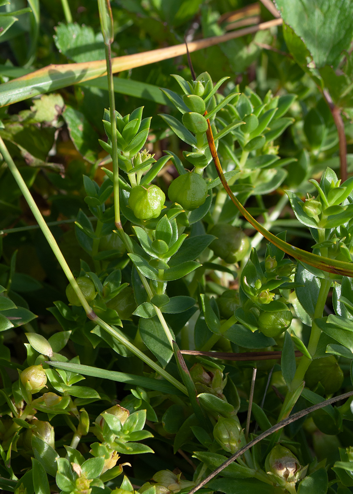 Изображение особи Honckenya peploides ssp. major.
