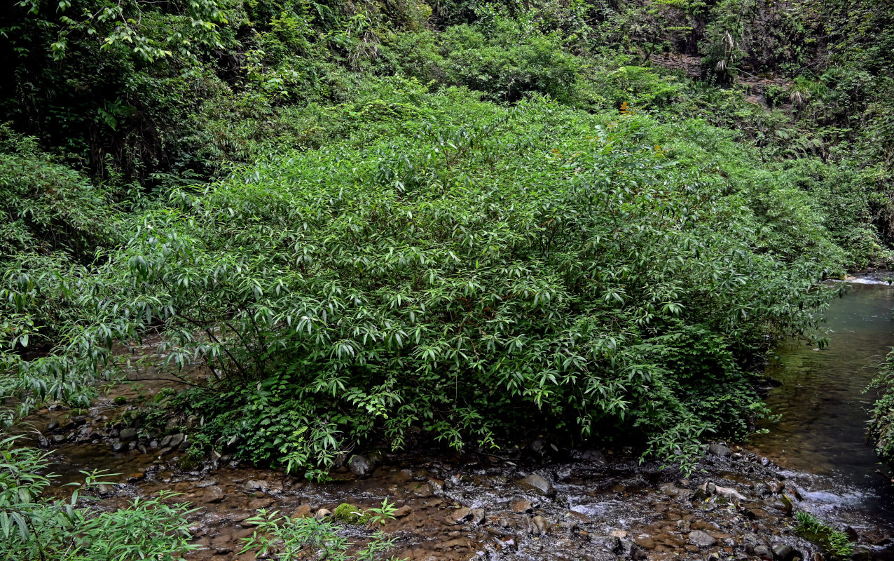 Изображение особи Debregeasia longifolia.
