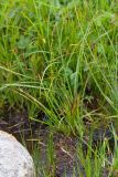 Triglochin palustris