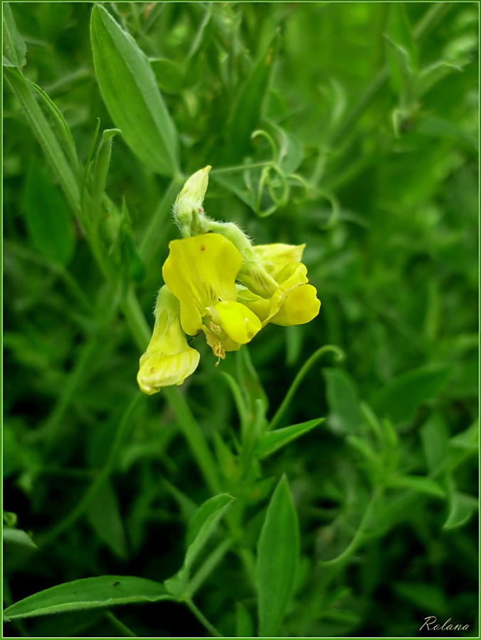 Image of Lathyrus pratensis specimen.