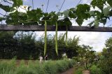 familia Cucurbitaceae. Цветущая и плодоносящая лиана с погрызенными листьями. Вьетнам, пров. Даклак, г. Буонметхуот, окр. музея кофе. 05.08.2024.
