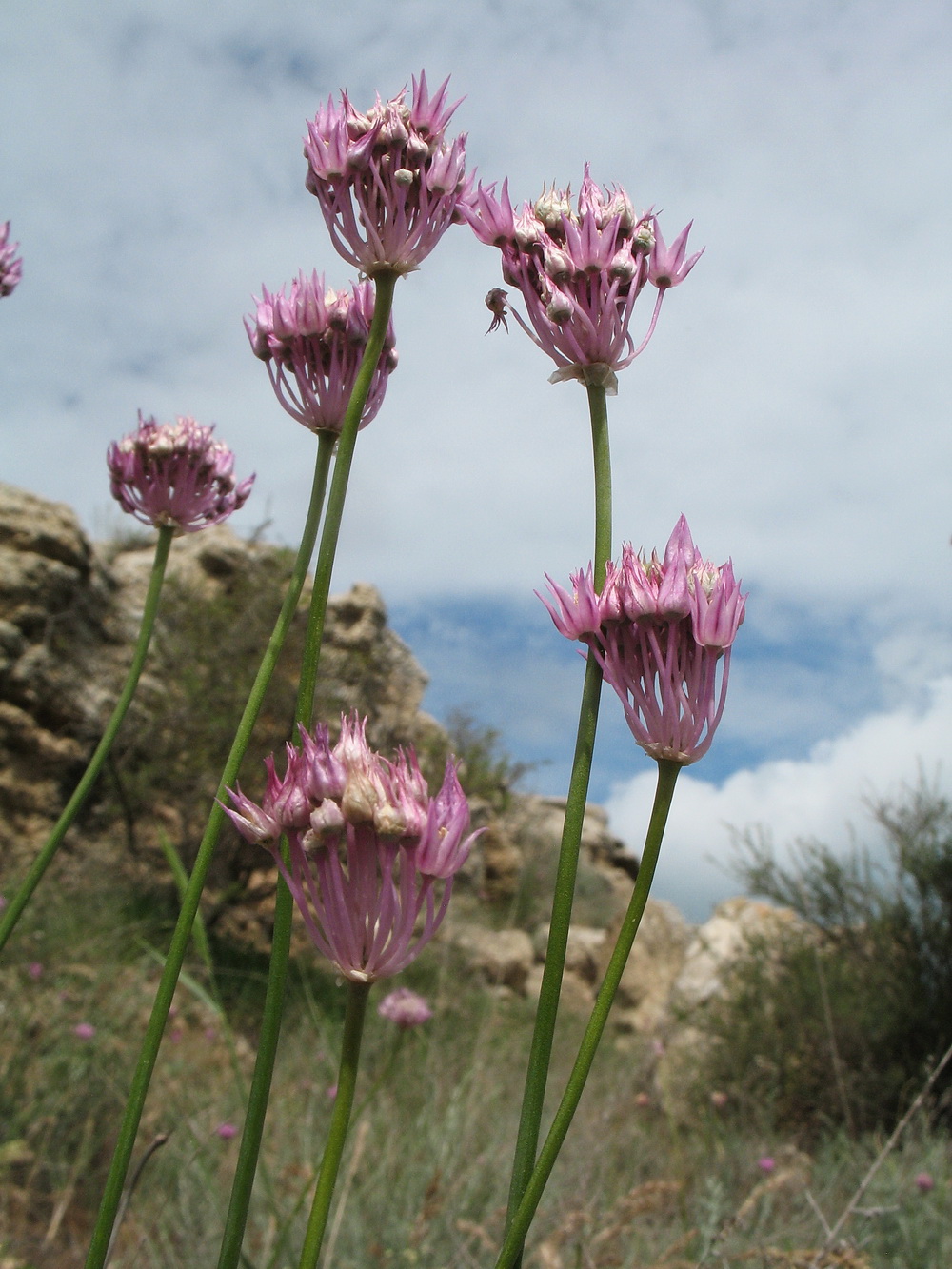 Image of Allium albanum specimen.