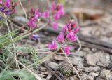 Oxytropis floribunda