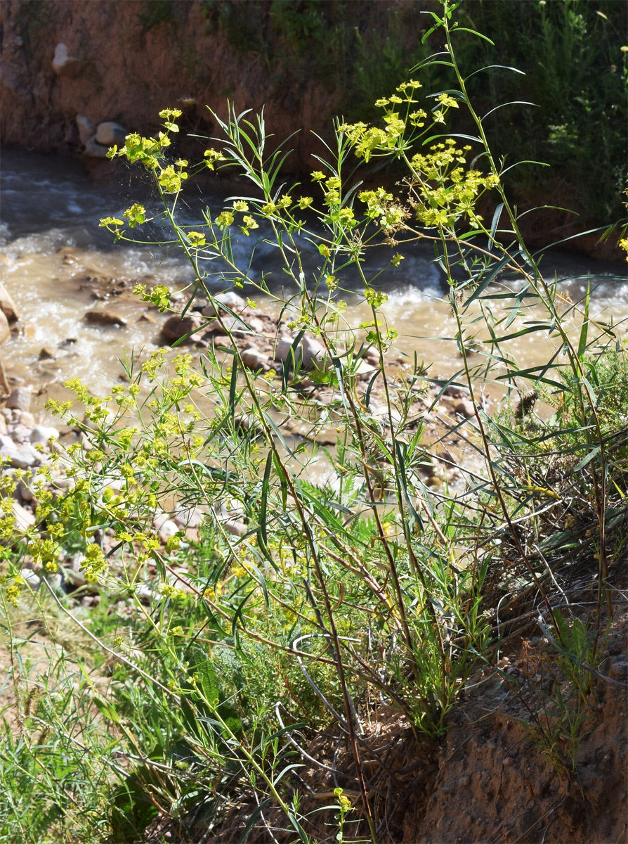 Image of Euphorbia jaxartica specimen.