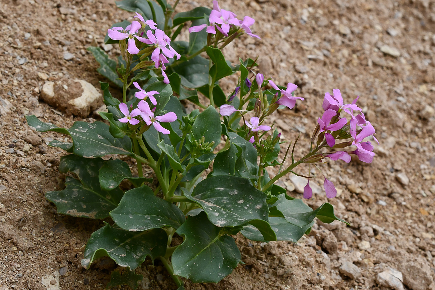 Image of Spryginia crassifolia specimen.
