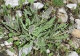Pedicularis olgae