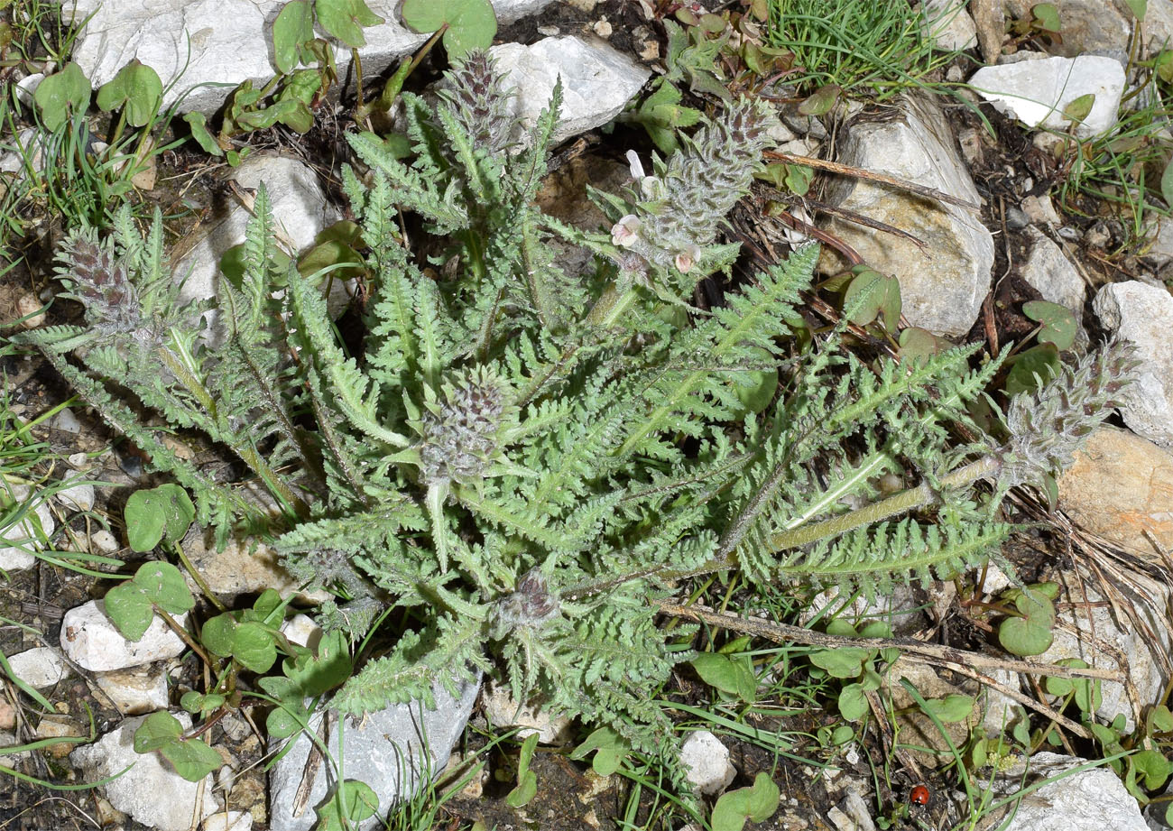 Изображение особи Pedicularis olgae.