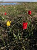 Tulipa suaveolens. Цветущие растения. Ростовская обл., Октябрьский р-н, дол. р. Аюта, степной склон берега пруда Терновый яр. 17.04.2025.