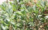 Fagonia mollis. Верхушка ветви. Израиль, нижняя часть склона к Мёртвому морю. 21.02.2011.