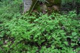 Geranium robertianum