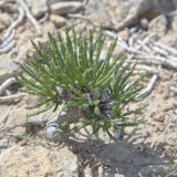 Anabasis cretacea