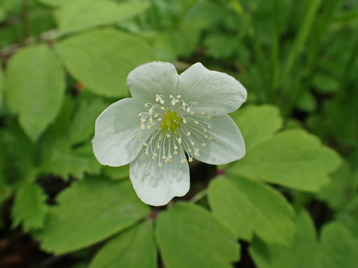 Image of Anemone udensis specimen.