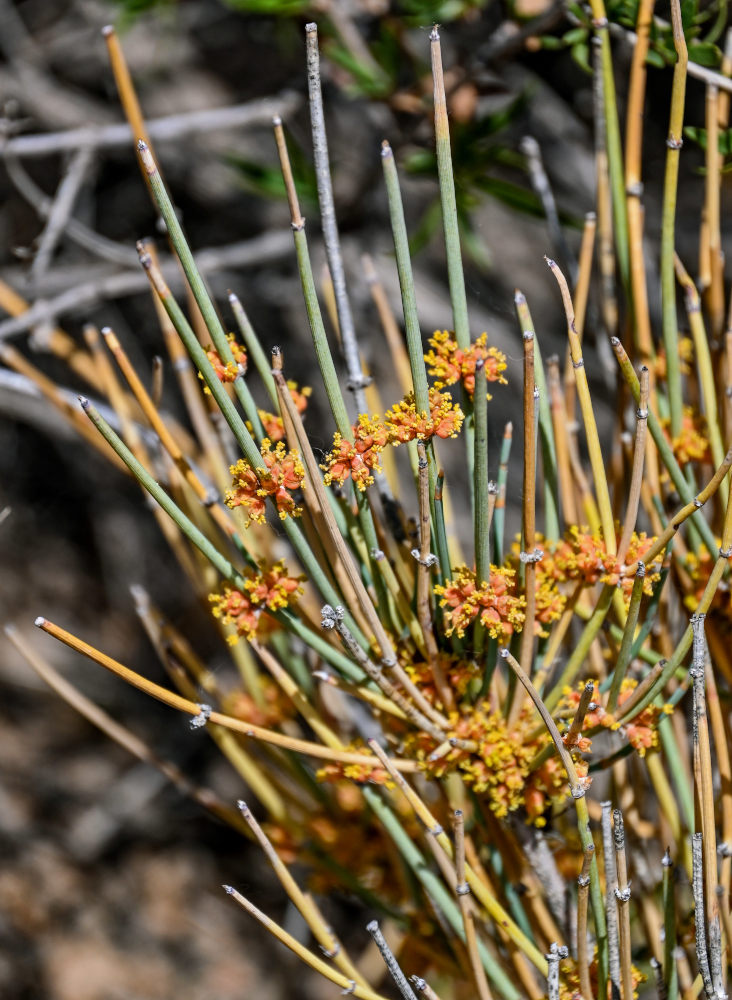 Изображение особи Ephedra dahurica.