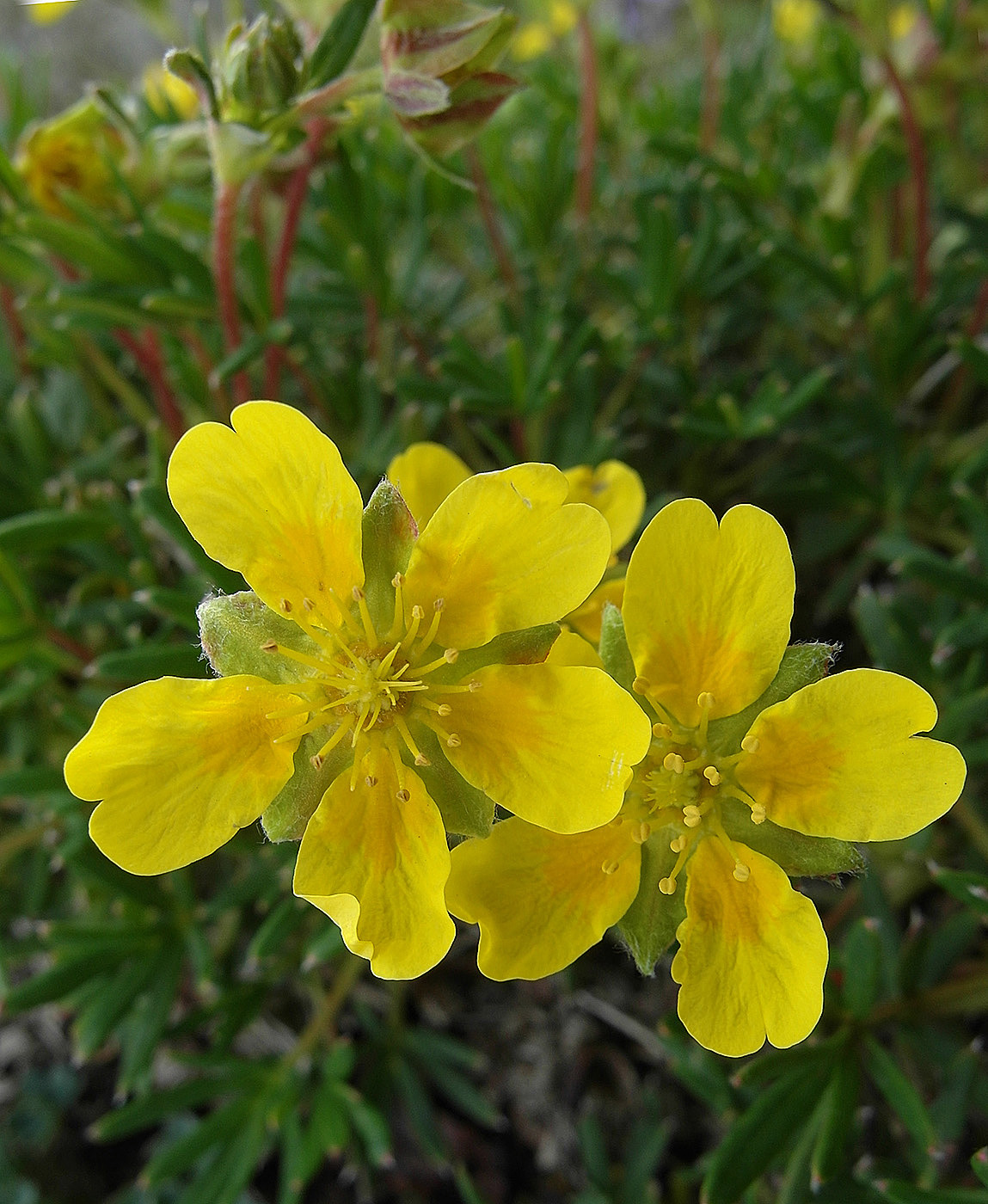 Image of Potentilla biflora specimen.