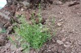 genus Stachys