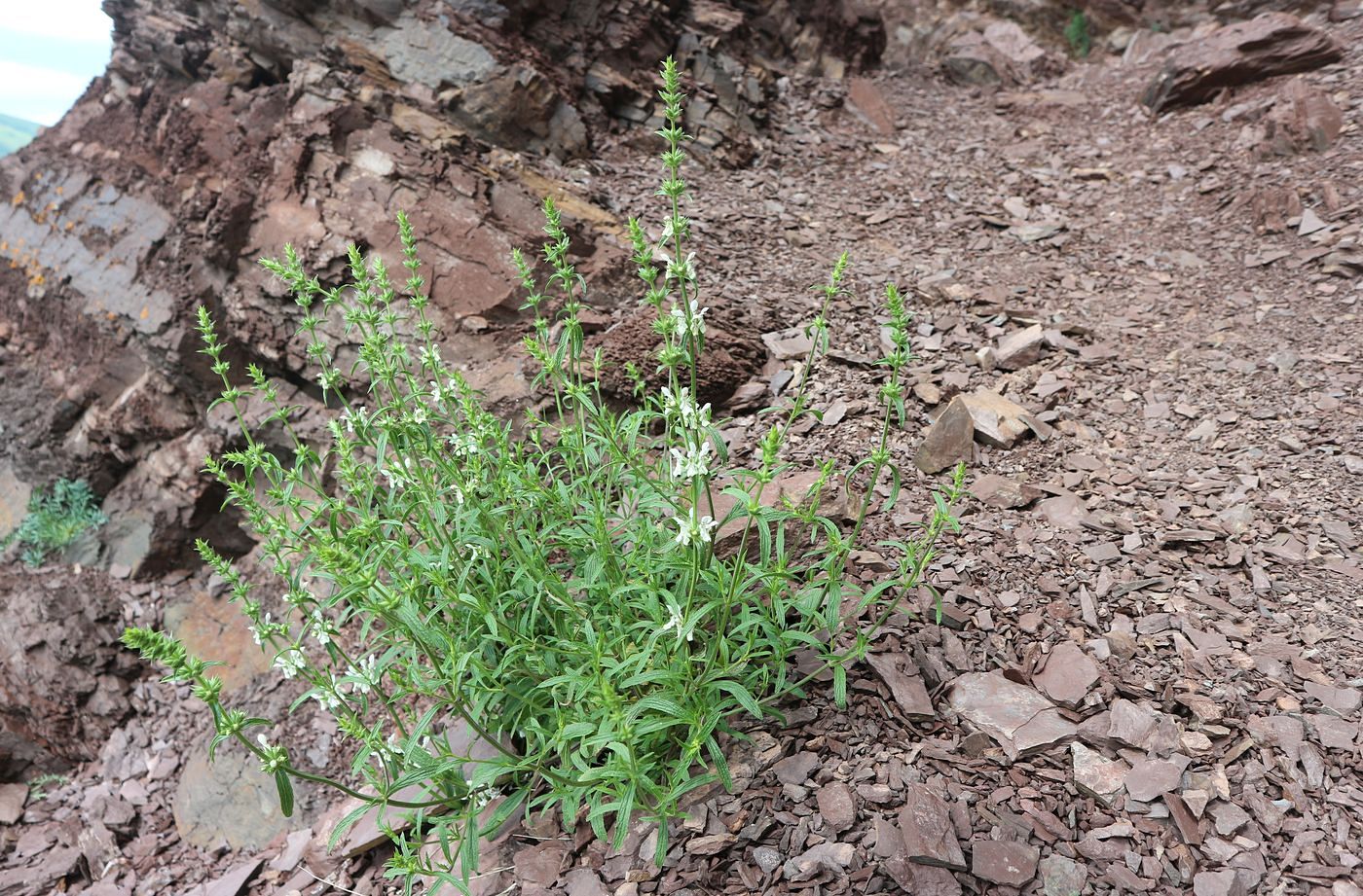 Изображение особи род Stachys.