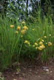 род Anthyllis