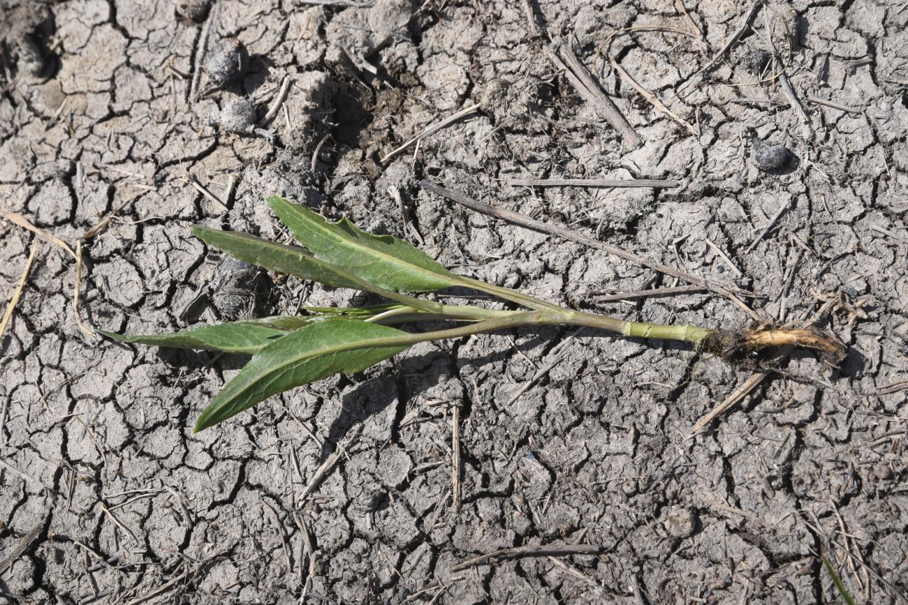 Image of Unknown species specimen.