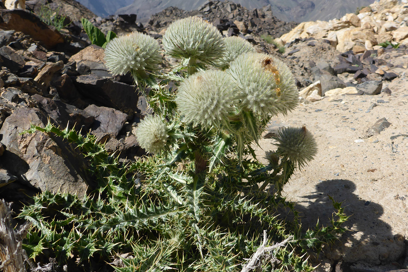 Image of Olgaea nivea specimen.