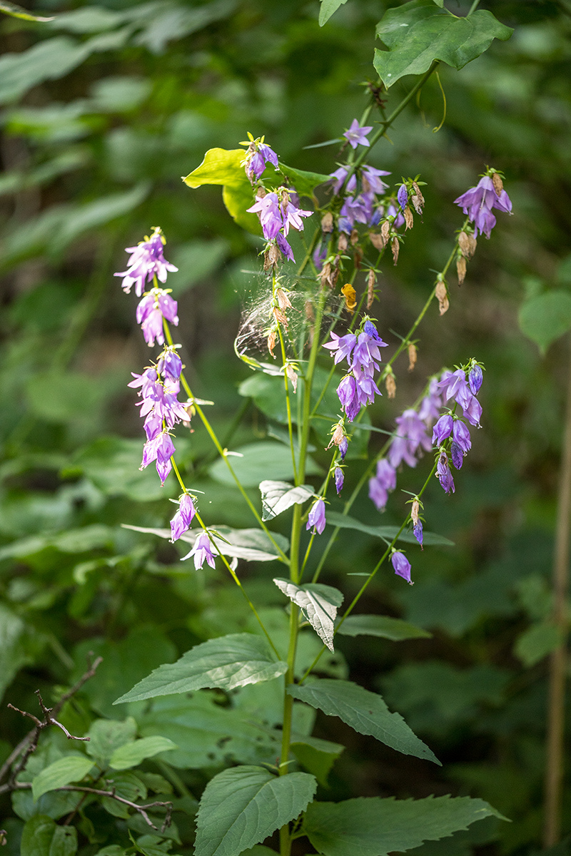 Изображение особи Campanula rapunculoides.