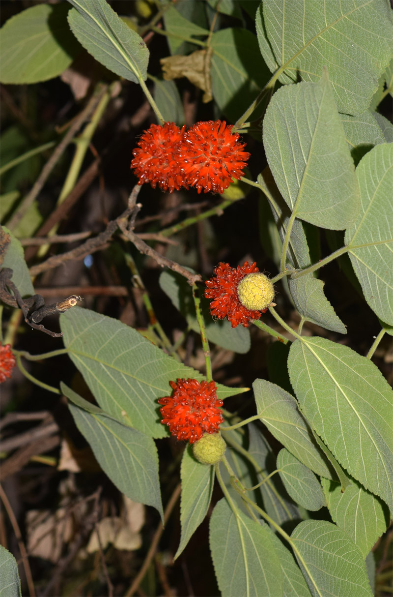 Image of Broussonetia papyrifera specimen.
