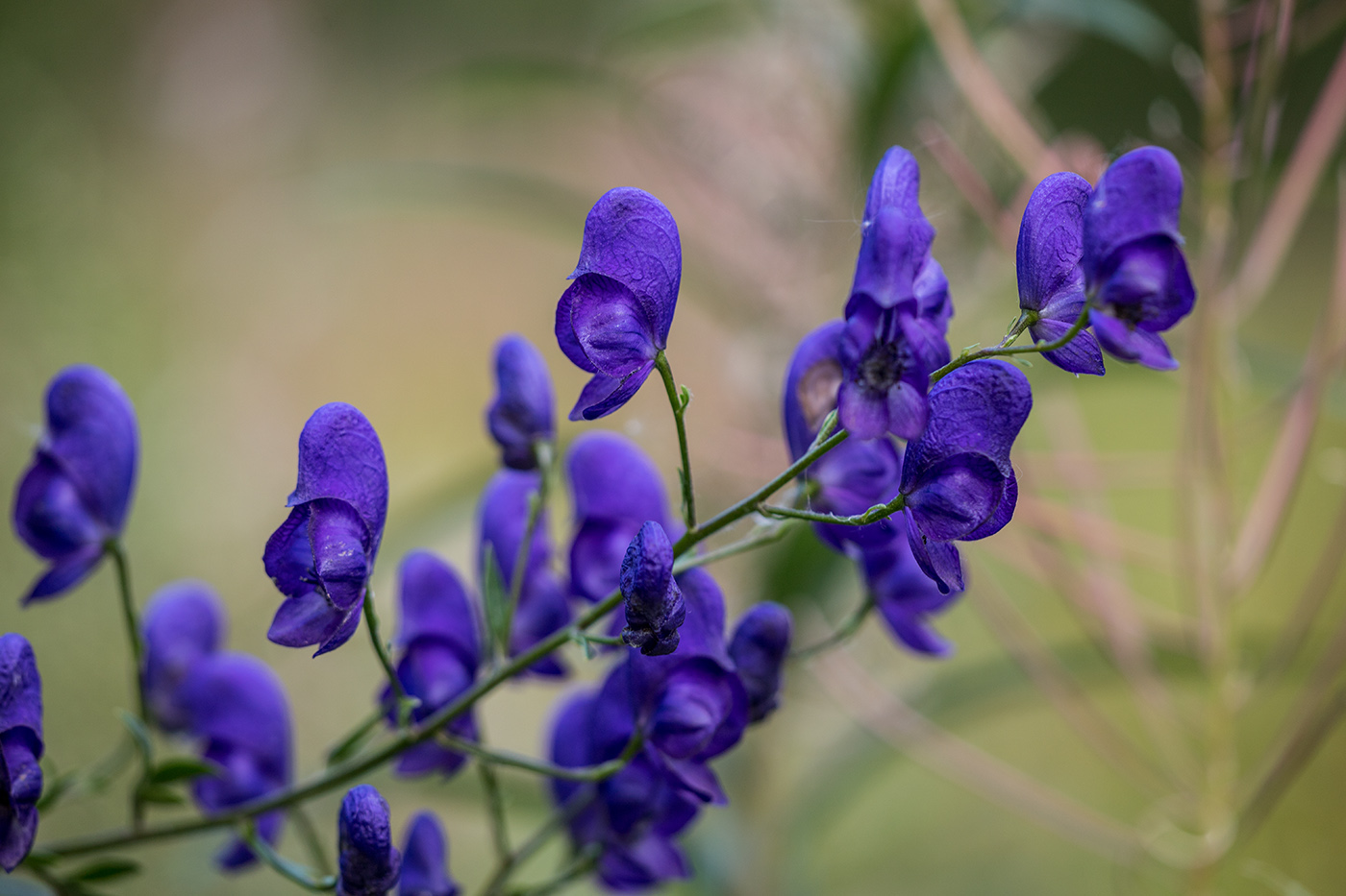 Изображение особи род Aconitum.