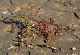 Ludwigia epilobioides. Плодоносящее растение. Приморский край, Уссурийский ГО, окр. ж.-д. пл. 9194 км, дол. р. Раздольная на левом берегу, пойма, илистые отложения. 22.09.2025.