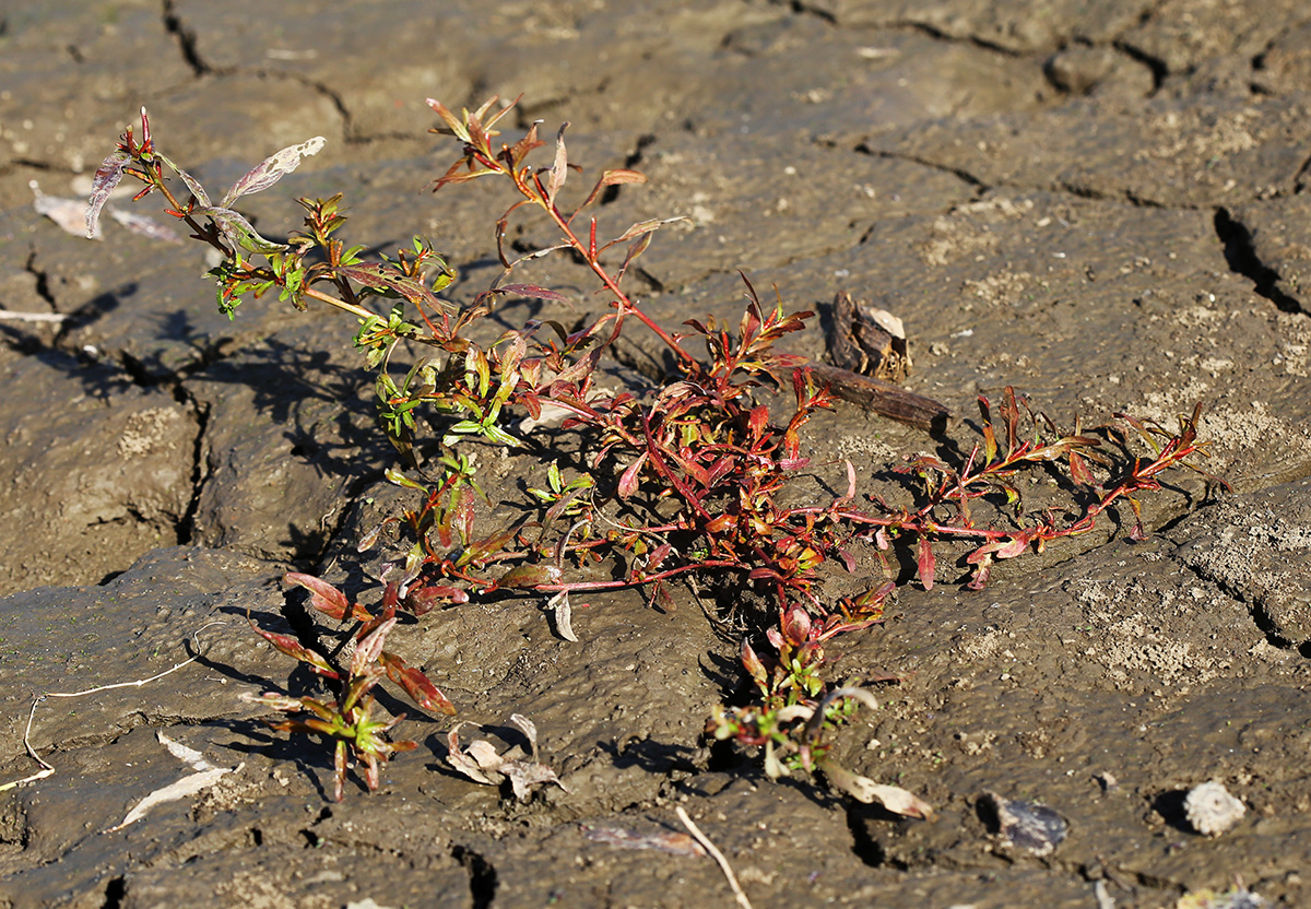 Изображение особи Ludwigia epilobioides.