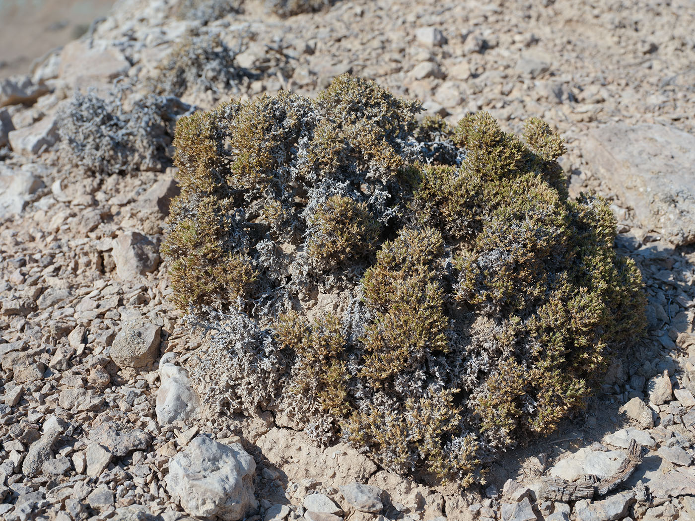 Image of Nanophyton iliense specimen.
