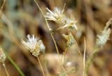 Hyalea pulchella