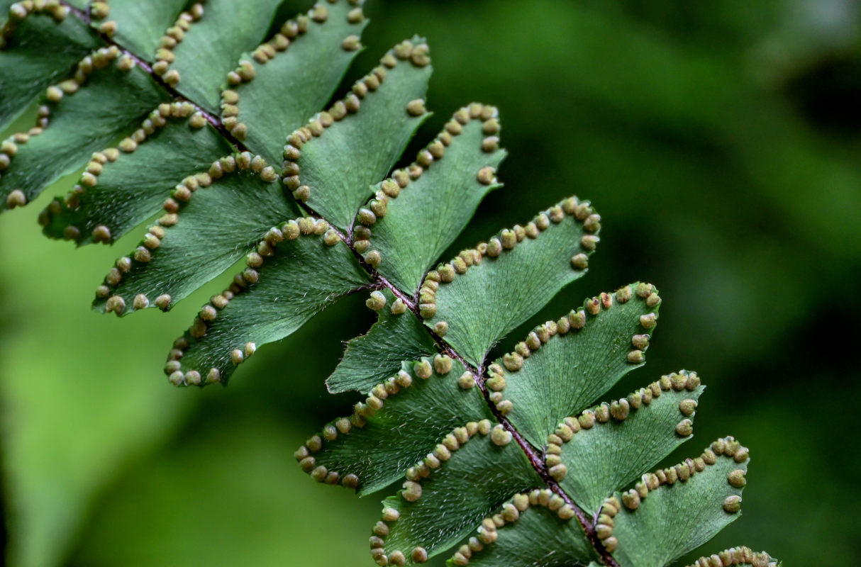 Изображение особи Adiantum hispidulum.