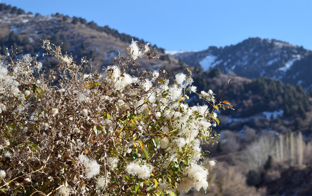 Image of Clematis orientalis specimen.
