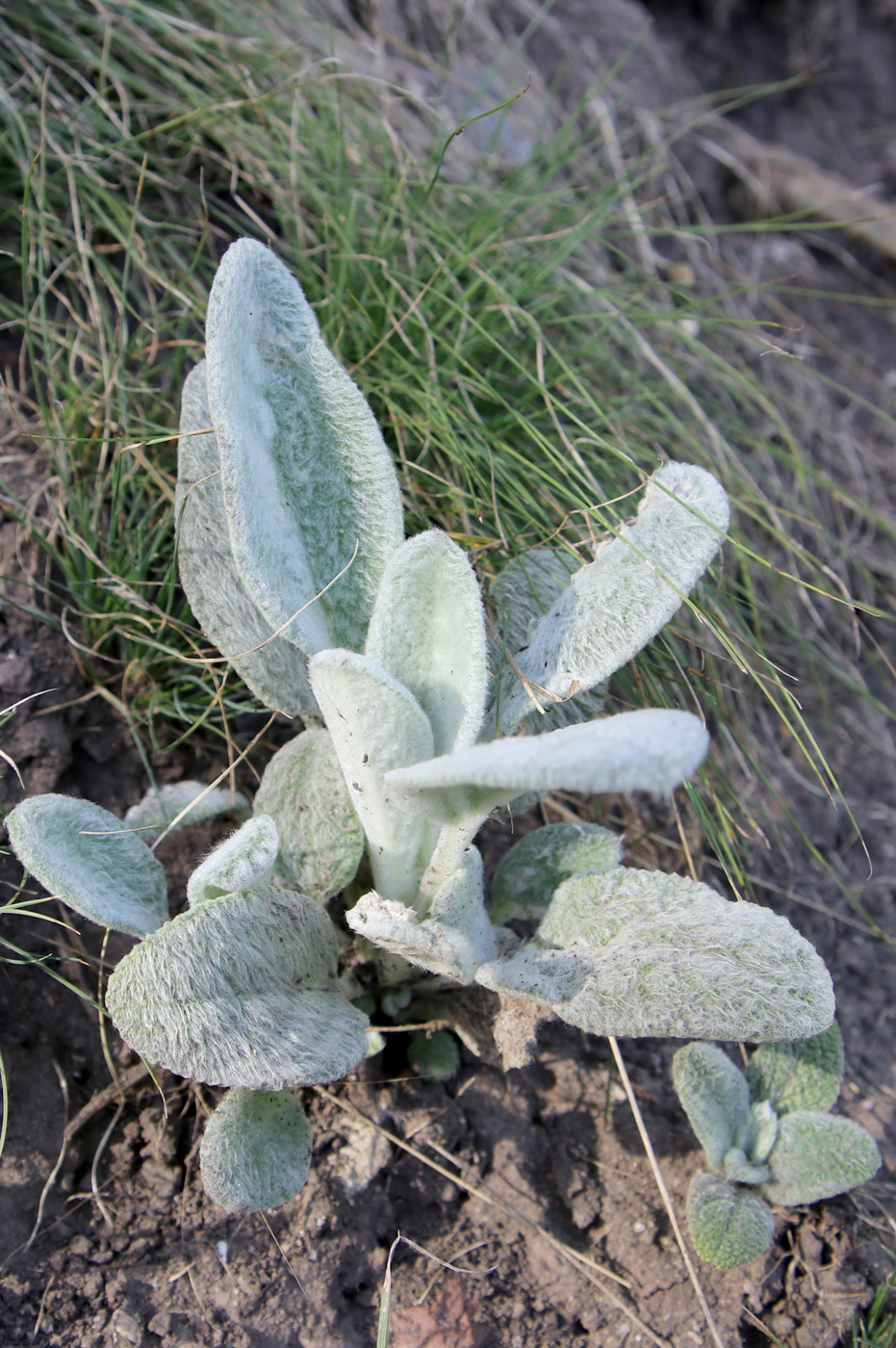 Image of Stachys byzantina specimen.