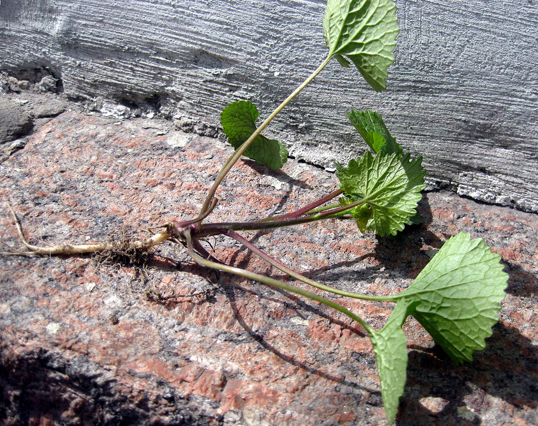 Image of Alliaria petiolata specimen.
