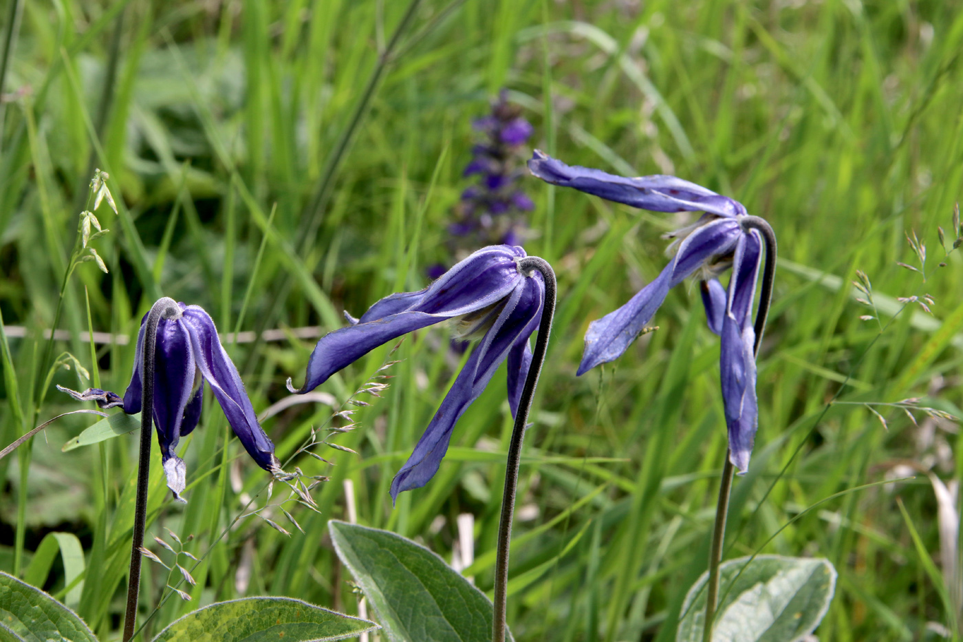Изображение особи Clematis integrifolia.