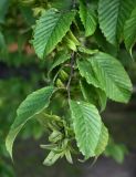 genus Carpinus. Веточка плодоносящего растения. Калининградская обл., г. Черняховск. 23.07.2025.