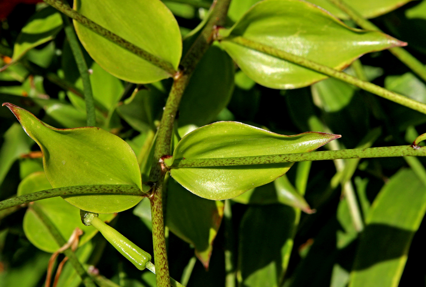 Image of Lilium henryi specimen.