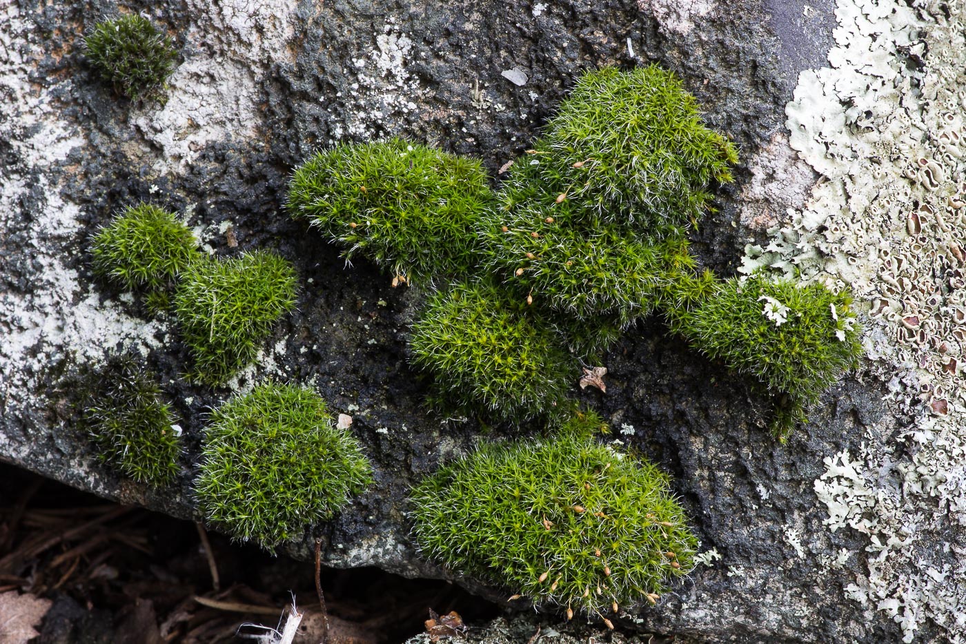 Image of Grimmia longirostris specimen.