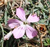 genus Dianthus. Цветок. Азербайджан, Нахчыван, Ордубадский р-н, окр. с. Нюргю, близ оз. Гек-гель, Зангезурский хр., альпийский луг. 25.07.2025.