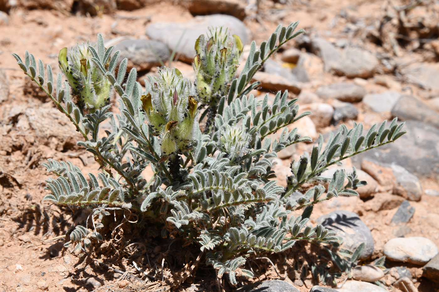 Image of genus Astragalus specimen.