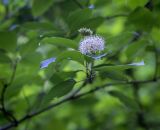 Swida sanguinea. Верхушка цветущей веточки. Абхазия, Гудаутский р-н, Рицинский реликтовый национальный парк, дол. р. Юпшара, широколиственный лес. 09.06.2025.