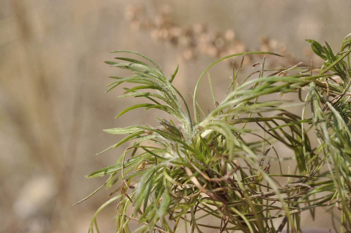 Изображение особи род Artemisia.