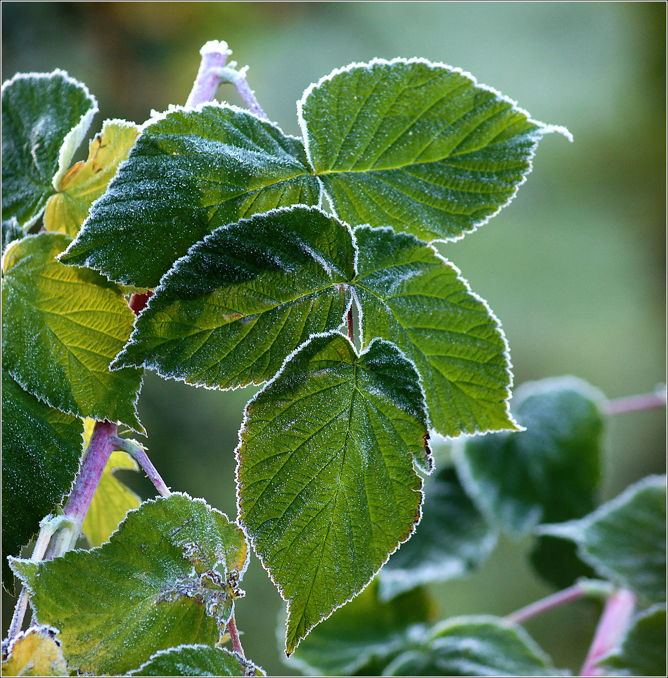 Image of Rubus idaeus specimen.