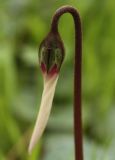 Cyclamen persicum. Раскрывающийся бутон. Израиль, предгорья Иудеи, сосняк. 12.02.2011.